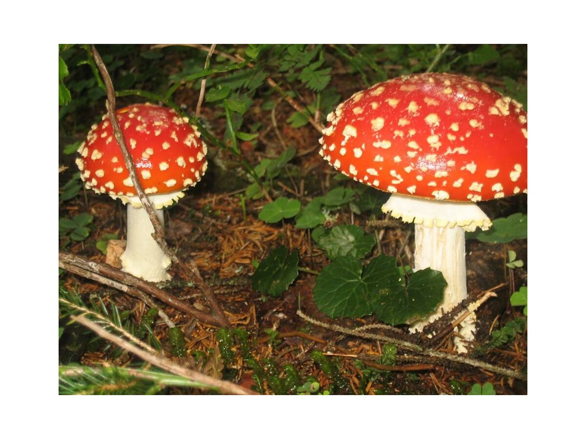 Apartment Appartement Gottliab - 3-Raum-Appartment, Bad, WC - Outdoor photo 5