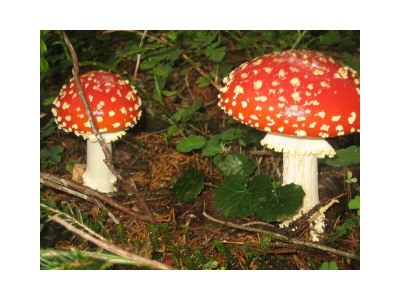 Apartment Appartement Ossi - 2-Raum-Appartement, Bad, WC - Outdoor photo 2