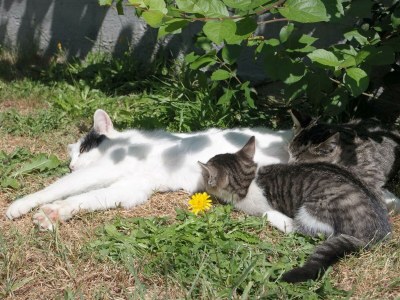 Apartment Appartement Typ B Mandling - Outdoor photo 31