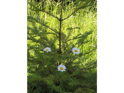 Apartment Planaiperle 1 - Outdoor photo 7