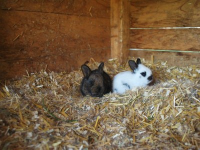 Apartment Haus Alfons - Apartment Enzian, 1 Schlafraum - Outdoor photo 34