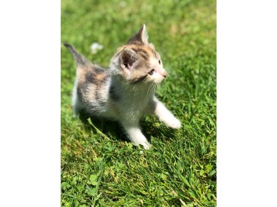 Apartment Haus Alfons - Apartment Enzian, 1 Schlafraum - Outdoor photo 36