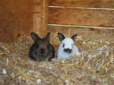 Apartment Haus Alfons - Apartment Enzian, 1 Schlafraum - Outdoor photo 37