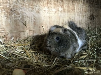 Apartment Haus Alfons - Apartment Enzian, 1 Schlafraum - Outdoor photo 38