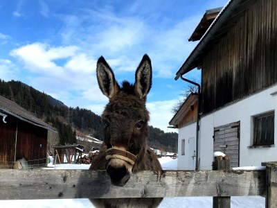 Apartment Haus Alfons - Apartment Enzian, 1 Schlafraum - Outdoor photo 39
