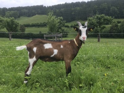 Apartment Haus Alfons - Apartment Enzian, 1 Schlafraum - Outdoor photo 44