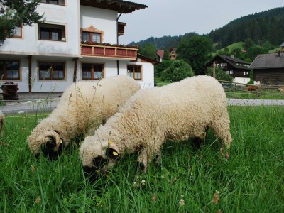 Apartment Haus Alfons - Apartment Arnika, 3 Schlafräume - Outdoor photo 35