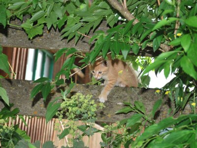 Apartment Haus Alfons - Apartment Arnika, 3 Schlafräume - Outdoor photo 40