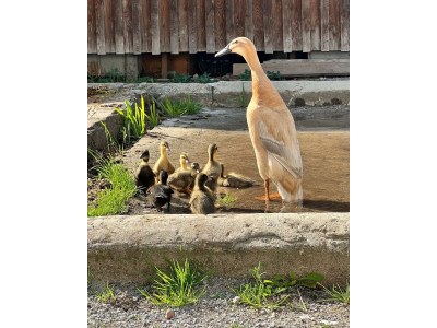 Apartment Haus Alfons - Apartment Arnika, 3 Schlafräume - Outdoor photo 41