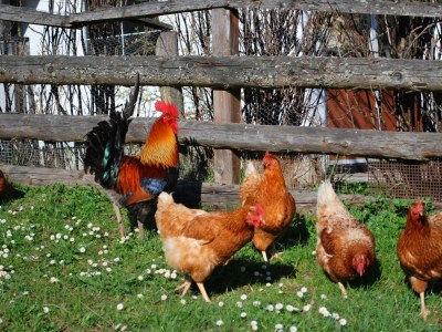 Apartment Haus Alfons - Apartment Arnika, 3 Schlafräume - Outdoor photo 42