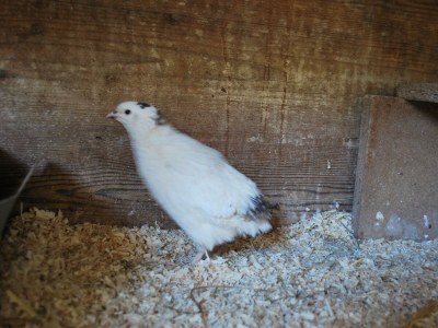 Apartment Haus Alfons - Apartment Arnika, 3 Schlafräume - Outdoor photo 43