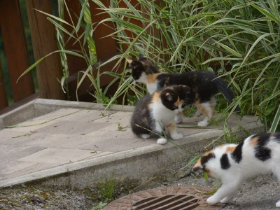 Holiday room Doppelzimmer mit Dusche, WC, Balkon - Outdoor photo 20