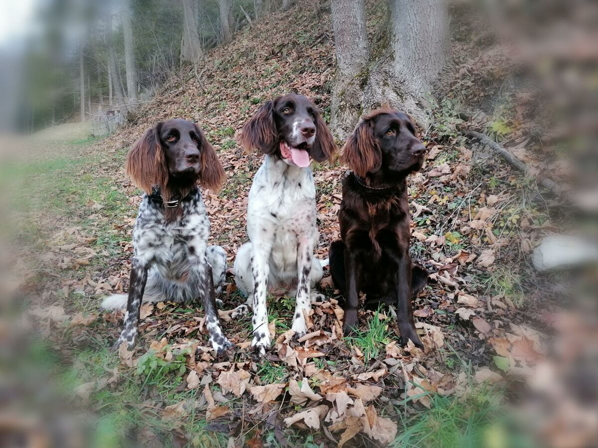 Apartment Rose, 1 Schlafraum /Dusche oder Bad/WC - Outdoor photo 4