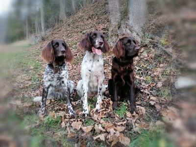 Apartment Rose, 1 Schlafraum /Dusche oder Bad/WC - Outdoor photo 4