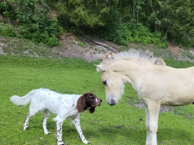 Apartment Rose, 1 Schlafraum /Dusche oder Bad/WC - Outdoor photo 18