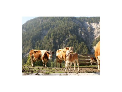 Apartment Rose, 1 Schlafraum /Dusche oder Bad/WC - Outdoor photo 19