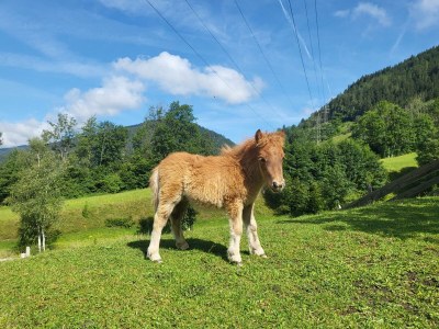 Apartment Rose, 1 Schlafraum /Dusche oder Bad/WC - Outdoor photo 20