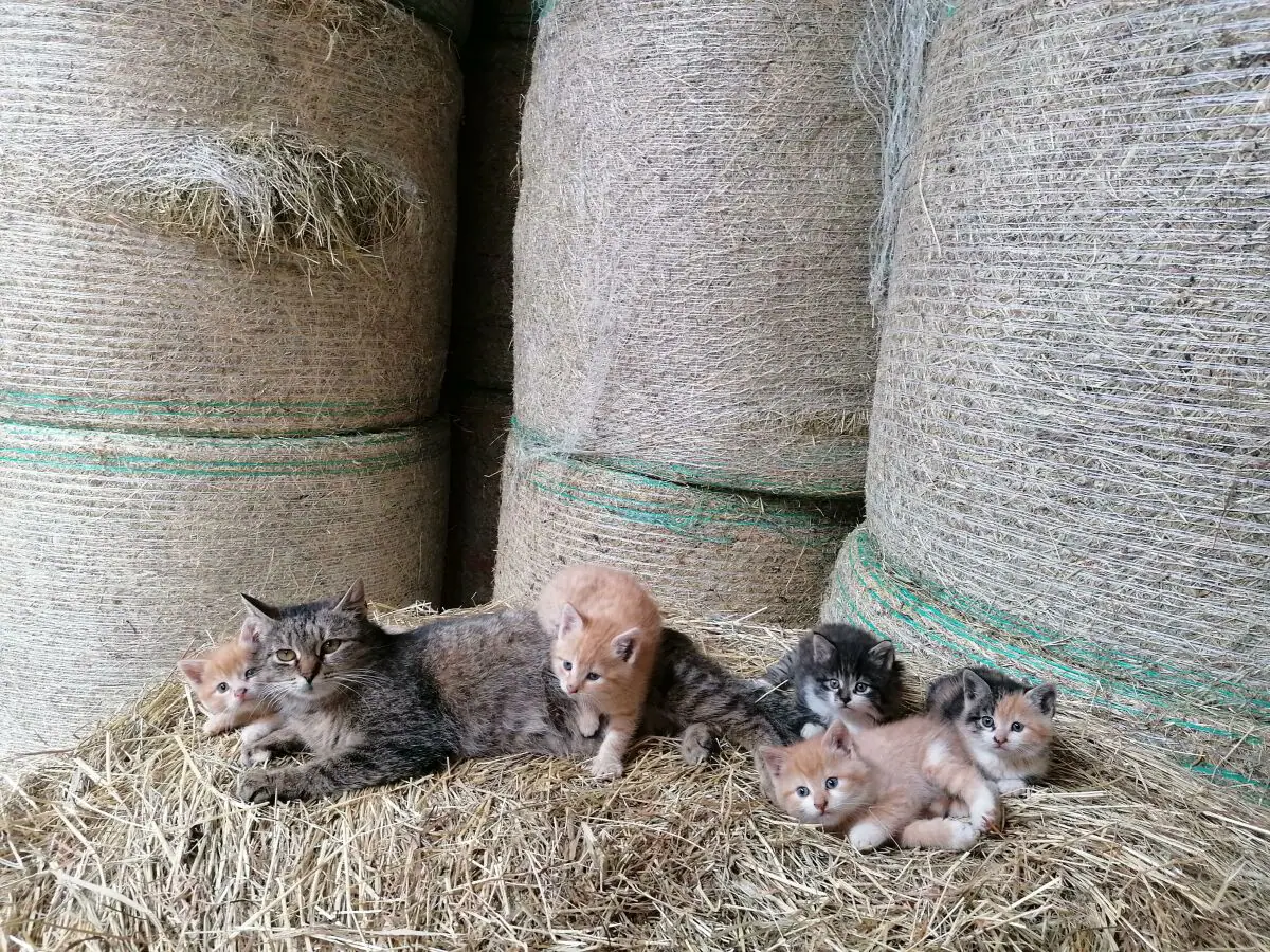 Apartment Enzian, 2 Schlafräume/Bad, WC - Outdoor photo 5
