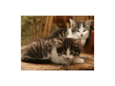 Apartment Enzian, 2 Schlafräume/Bad, WC - Outdoor photo 11