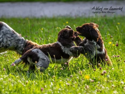 Apartment Enzian, 2 Schlafräume/Bad, WC - Outdoor photo 13