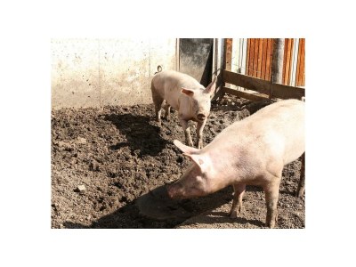 Apartment Enzian, 2 Schlafräume/Bad, WC - Outdoor photo 17