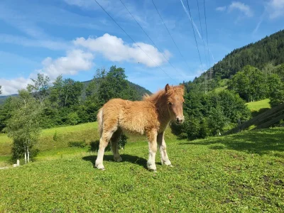 Apartment Enzian, 2 Schlafräume/Bad, WC - Outdoor photo 20
