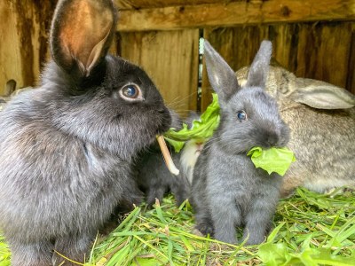 Apartment Appartement mit 2 Schlafzimmer - Outdoor photo 23