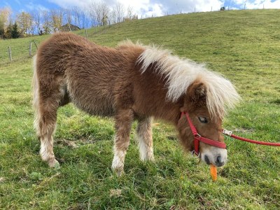 Apartment Appartement mit 2 Schlafzimmer - Outdoor photo 24