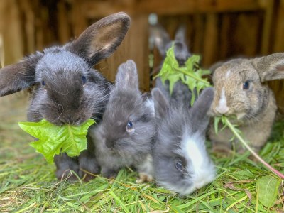 Apartment Appartement für 6-8 Personen - Outdoor photo 23