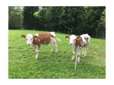 Apartment App. Hochwurzen - Outdoor photo 7