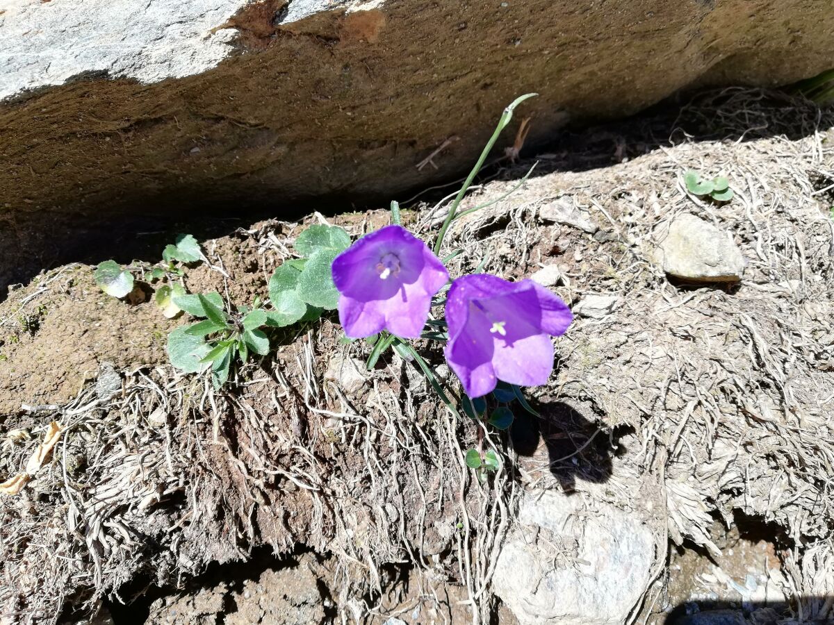 Apartment Apartment A/1 Schlafraum/Dusche, WC - Outdoor photo 2