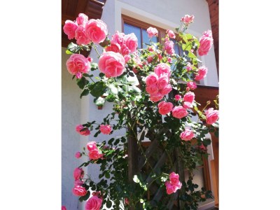 Apartment Apartment A/1 Schlafraum/Dusche, WC - Outdoor photo 6