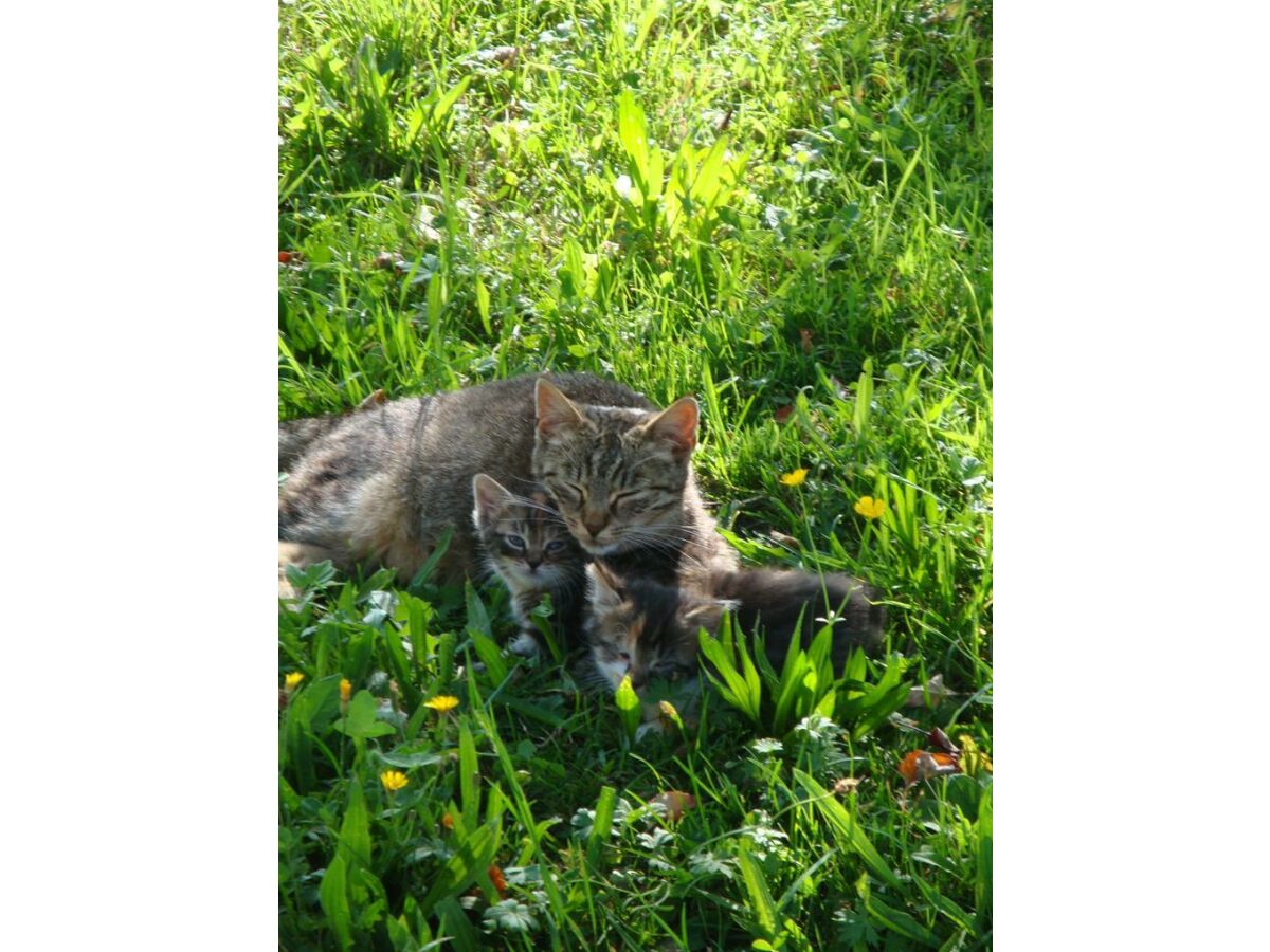 Apartment Appartement Planaiblick - Outdoor photo 5