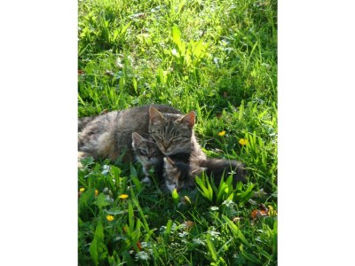 Apartment Appartement Planaiblick - Outdoor photo 5