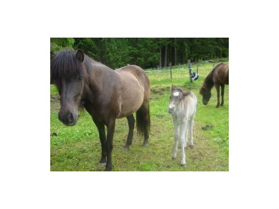 Apartment Appartement Planaiblick - Outdoor photo 6