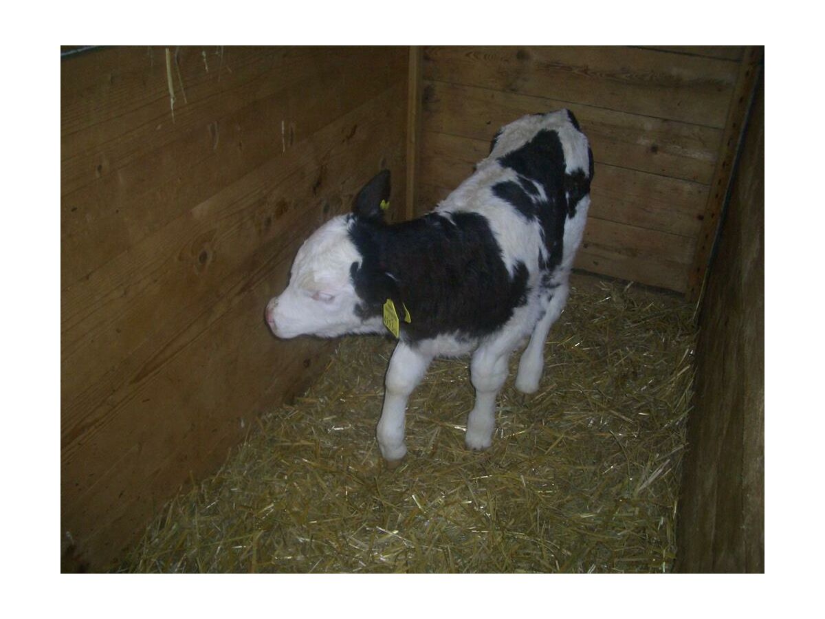 Apartment Appartement Hochwurzen - Outdoor photo 3