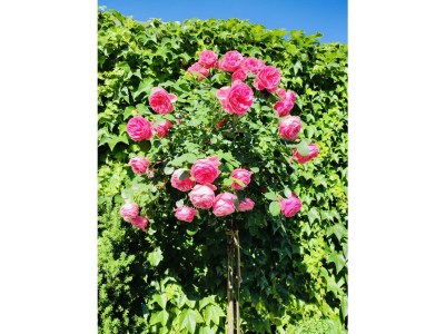 Apartment Appartement Vorstadtstub'n Top 1 - Outdoor photo 18