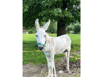 Holiday room Doppelzimmer, Dusche, WC - Outdoor photo 9