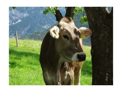 Apartment Appartement mit 1 Schlafzimmer (Kurzbucherrate) - Outdoor photo 31