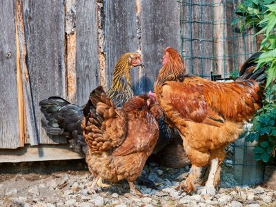 Apartment Appartement mit 1 Schlafzimmer (Kurzbucherrate) - Outdoor photo 38