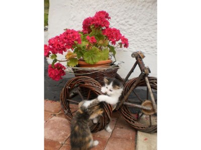 Apartment Apartment/1 Schlafraum/Dusche, WC - Outdoor photo 19