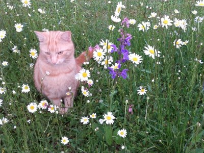 Apartment Apartment/1 Schlafraum/Dusche, WC in Aich - Apartment