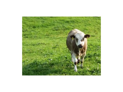 Apartment Appartement, 2 Schlafräume, Dusche, WC (3-6 Pers.) - Outdoor photo 13