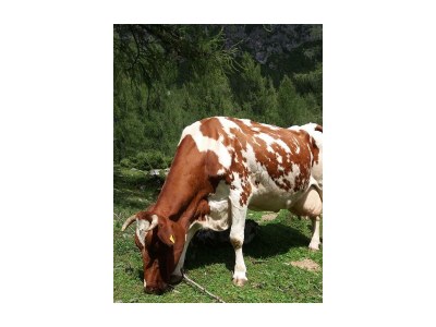 Apartment Appartement, 2 Schlafräume, Dusche, WC (3-6 Pers.) - Outdoor photo 14