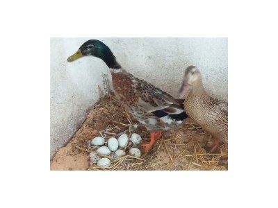 Apartment Appartement, 2 Schlafräume, Dusche, WC (3-6 Pers.) - Outdoor photo 15