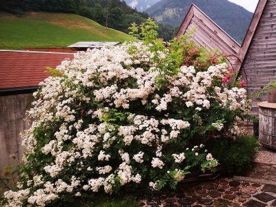 Apartment Stoder - App. mit 2 Schlafräume; Dusche, WC - Outdoor photo 19