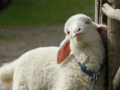 Apartment Stoder - App. mit 2 Schlafräume; Dusche, WC - Outdoor photo 43