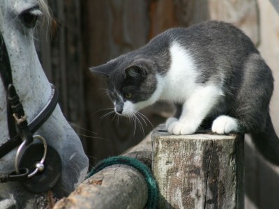 Apartment Remise - App.mit 2 Schlafräume; Dusche, WC - Outdoor photo 44