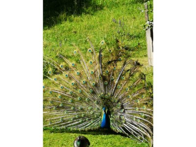 Apartment Remise - App.mit 2 Schlafräume; Dusche, WC - Outdoor photo 48