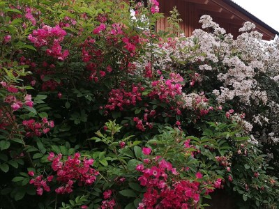 Apartment Kaibling - App. mit 2 Schlafräume; Dusche, WC - Outdoor photo 23